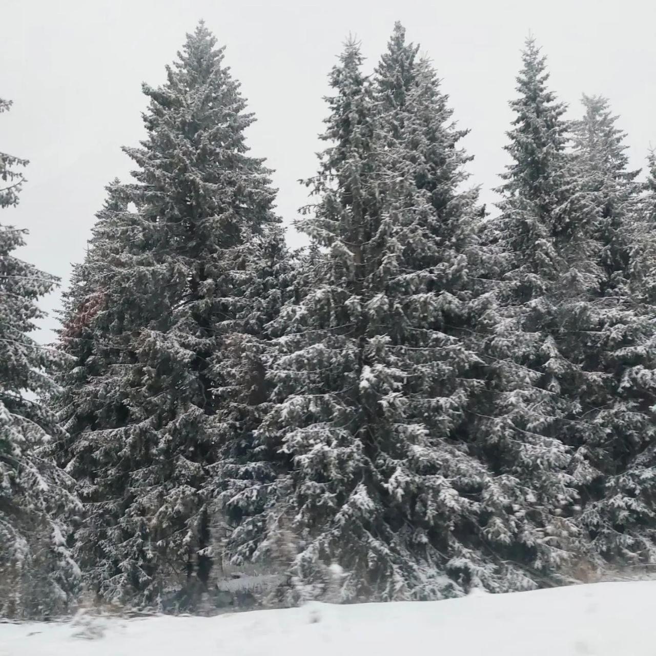 Apartmani Sorak Kopaonik, hotel Aris Kültér fotó